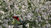 IMG_1560 Papillon Monarque sur fleurs Aster.jpg